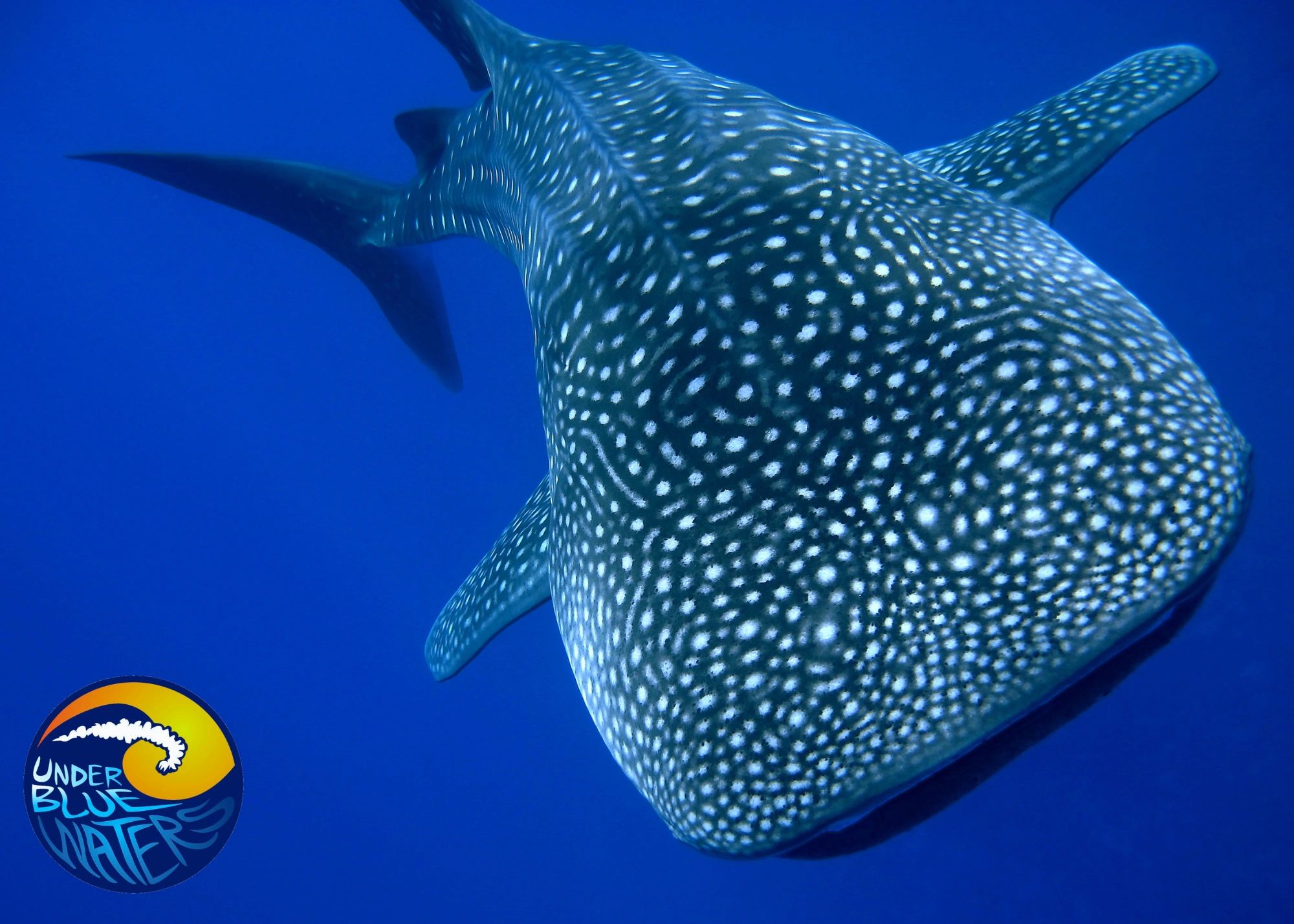 Making Sense of Sharks- Kids Marine Biology Adventure Kit - Image 3