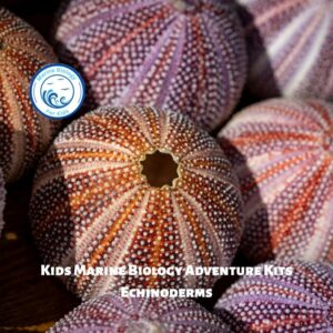 Echinoderms- Kids Marine Biology Adventure Kit