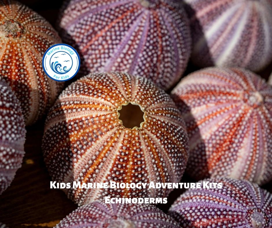 Echinoderms- Kids Marine Biology Adventure Kit