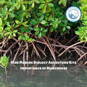 Importance of Mangroves- Kids Marine Biology Adventure Kit