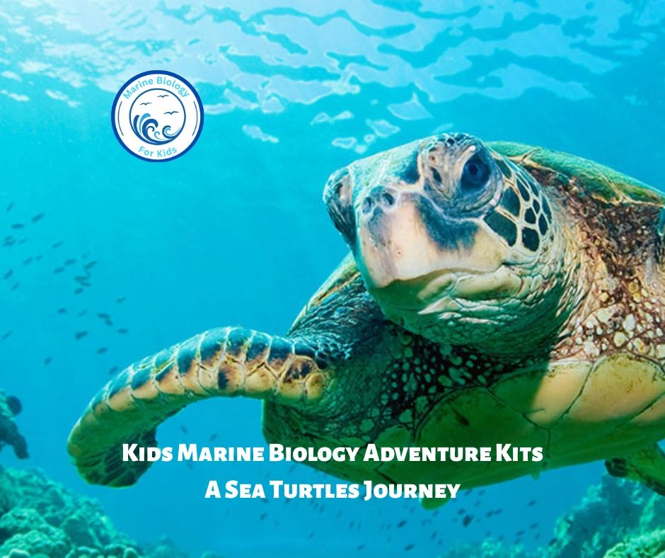 Kids Marine Biology Digital Download - Sea Turtles Journey
