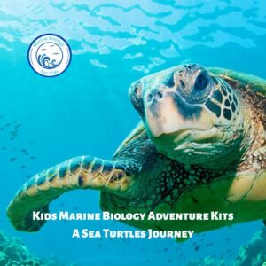 A Sea Turtle- Kids Marine Biology Adventure Kit