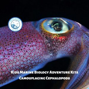 Camouflaging Cephalopods- Kids Marine Biology Adventure Kit