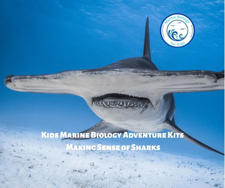 Making Sense of Sharks- Kids Marine Biology Adventure Kit