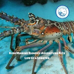 Life of a Lobster- Kids Marine Biology Adventure Kit