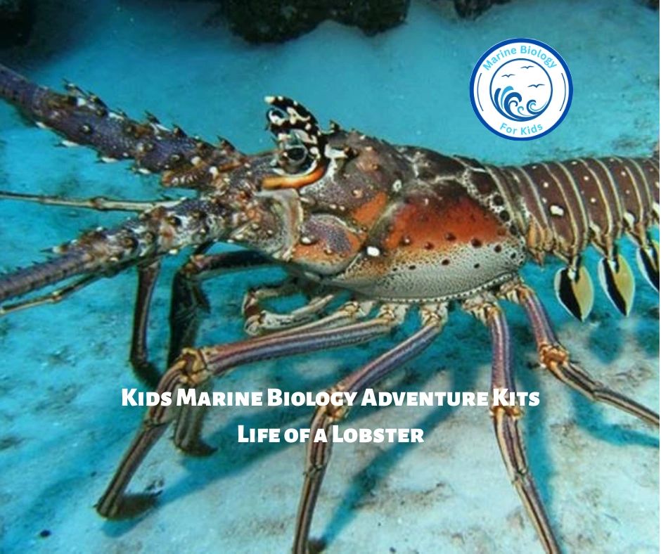 Life of a Lobster- Kids Marine Biology Adventure Kit