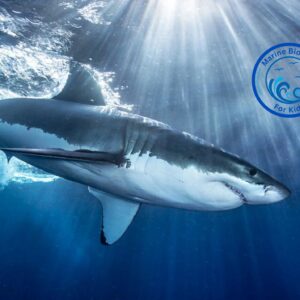 Shark Lesson for Kids | Printable Marine Biology, Ages 5-12
