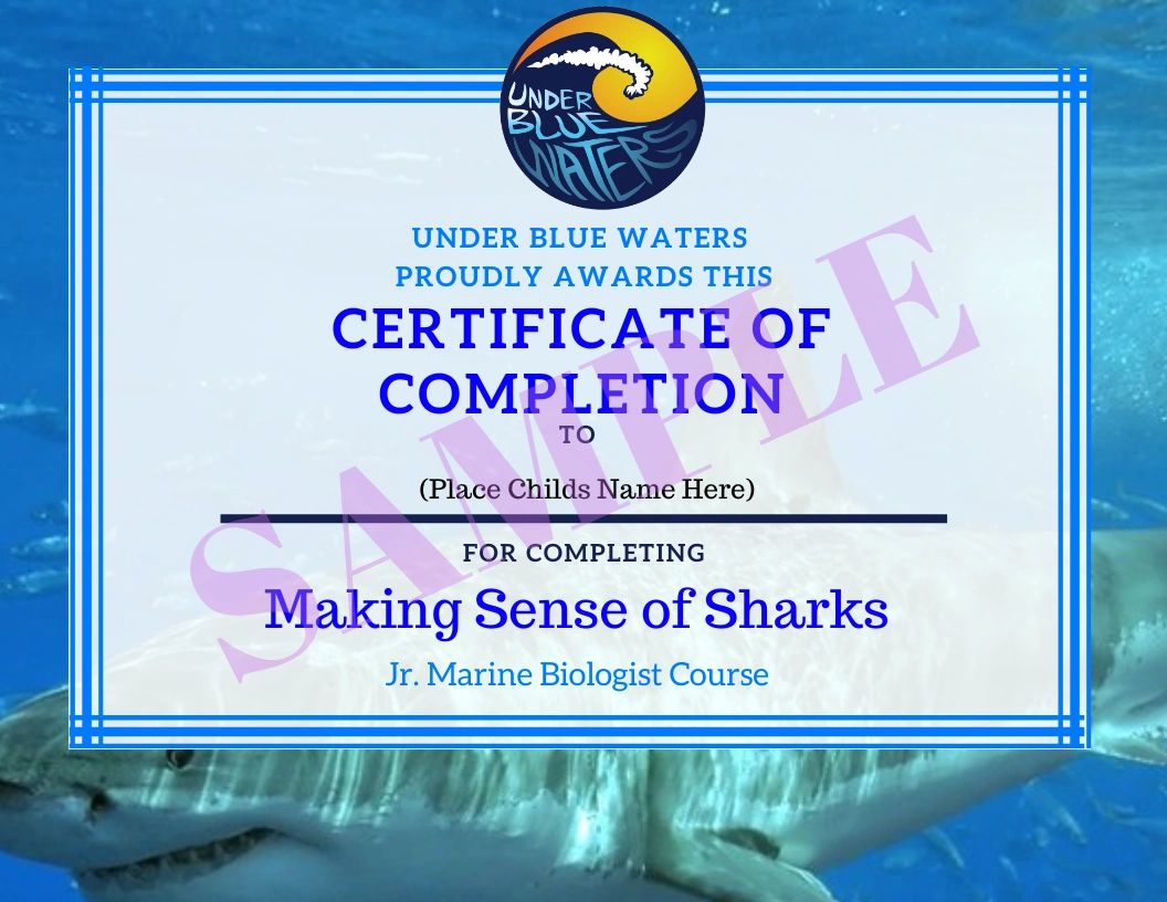 Making Sense of Sharks- Kids Marine Biology Adventure Kit - Image 4