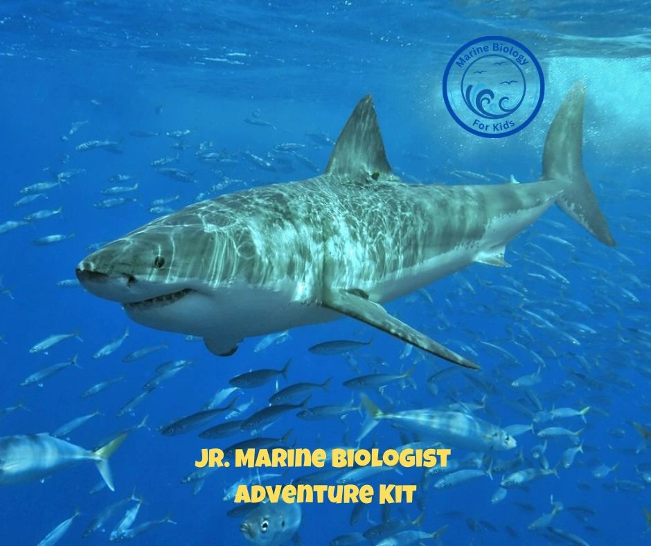 Making Sense of Sharks- Kids Marine Biology Adventure Kit - Image 2