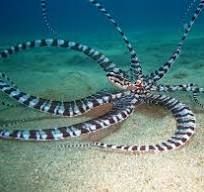 Dangerous Marine Life- Kids Marine Biology Adventure Kit - Image 3