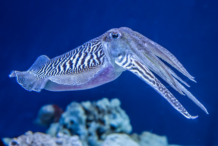 Deep-Sea Mysteries