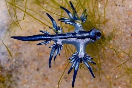 Dangerous Marine Life- Kids Marine Biology Adventure Kit - Image 2