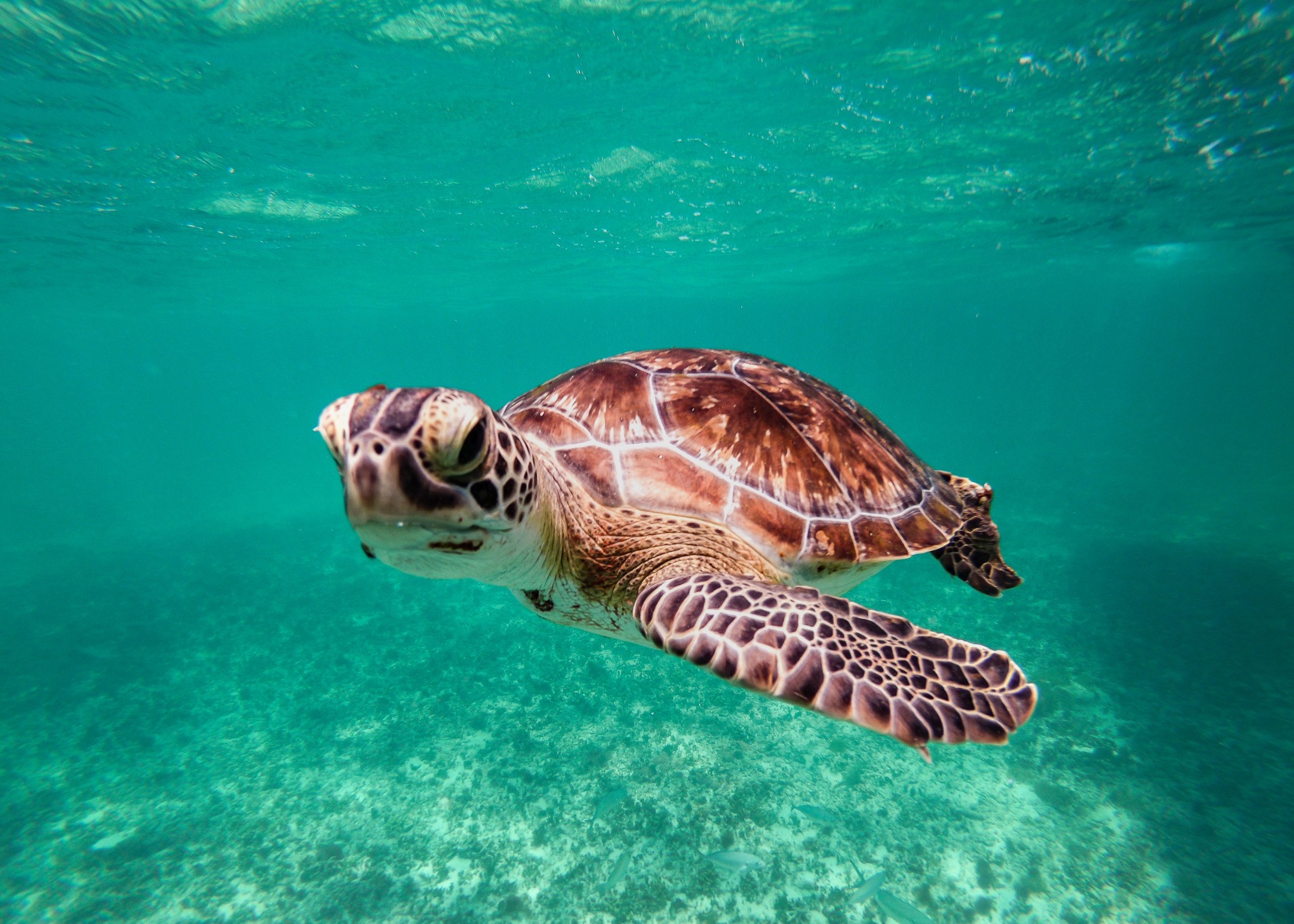 Sea Turtle Rescue