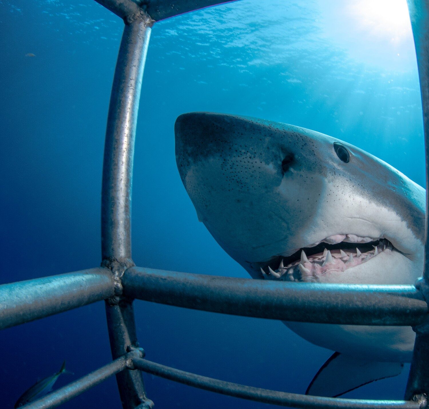Shark Science