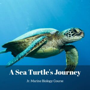 Sea Turtle's Journey lesson pack cover for printable sea turtle activities for kids from the Jr. Marine Biology Course