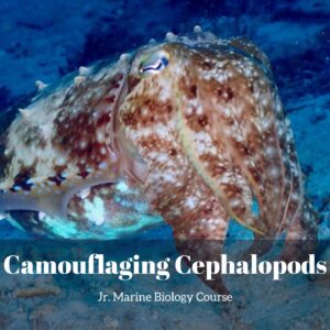 Camouflaging Cephalopods lesson pack cover for printable octopus activities for kids from the Jr. Marine Biology Course