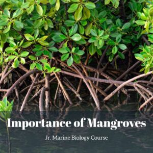 Importance of Mangroves lesson pack cover for printable mangrove activities for kids from the Jr. Marine Biology Course
