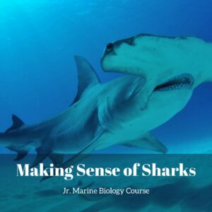 Making Sense of Sharks lesson pack cover for printable shark activities for kids from the Jr. Marine Biology Course
