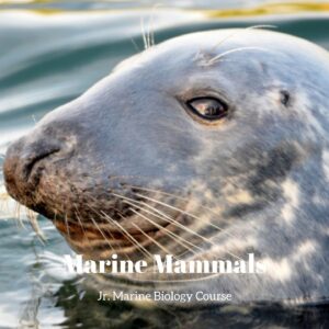 Marine Mammals lesson pack cover for printable marine mammal activities for kids from the Jr. Marine Biology Course