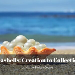 Seashells, Creation to Collection lesson pack cover for printable seashell activities for kids from the Jr. Marine Biology Course