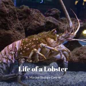 Life of a Lobster lesson pack cover for printable lobster activities for kids from the Jr. Marine Biology Course