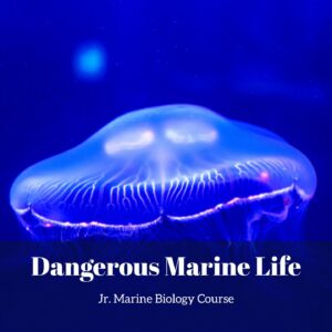 Dangerous Marine Life lesson pack cover for printable dangerous sea creatures for kids from the Jr. Marine Biology Course