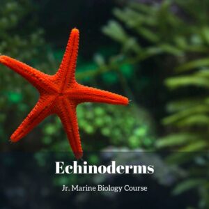 Echinoderms lesson pack cover for printable starfish activities for kids from the Jr. Marine Biology Course