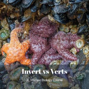 Inverts vs. Verts lesson pack cover for printable invertebrate activities for kids from the Jr. Marine Biology Course