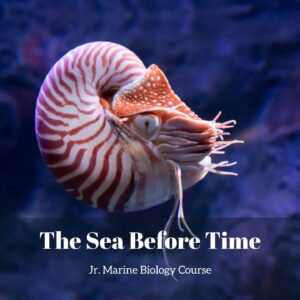 The Sea Before Time lesson pack cover for printable fossil activities for kids from the Jr. Marine Biology Course