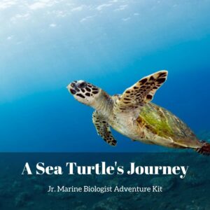 Sea Turtle- Kids Marine Biology Adventure Kit