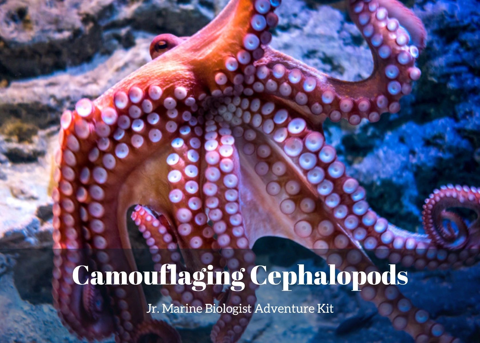 Camouflaging Cephalopods- Kids Marine Biology Adventure Kit