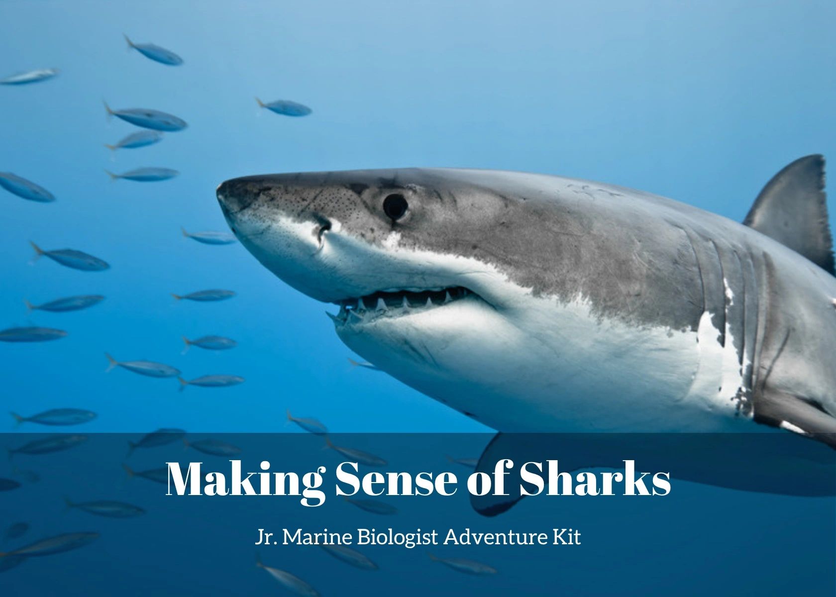 Making Sense of Sharks- Kids Marine Biology Adventure Kit