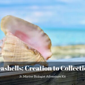 Seashells: Creation to Collection- Kids Marine Biology Adventure Kit