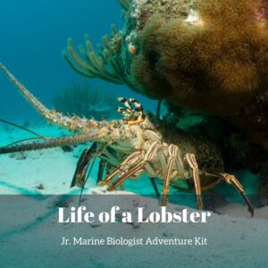 Life of a Lobster- Kids Marine Biology Adventure Kit