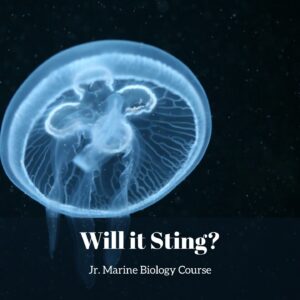 Will It Sting? Digital Lesson Pack lesson pack cover for printable jellyfish activities for kids from the Jr. Marine Biology Course